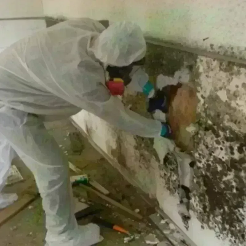 Mold Remediation and Removal in Laurel, MD